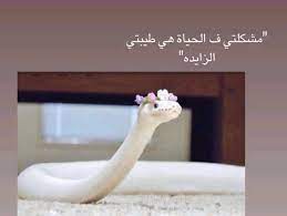 Loay merhej teebat albi _ لؤي مرهج طيبة قلبي مشكلتي mp3 مشاهدة تحميل loay merhej tibat albi live لؤي مرهج طيبة قلبي مشكلتي حفلة mp3 CanÄ¯m Ø·ÙŠØ¨Ø© Ù‚Ù„Ø¨ÙŠ Ù…Ø´ÙƒÙ„ØªÙŠ Ø¯Ù…Ø±ØªÙ„ÙŠ Ø­ÙŠØ§ØªÙŠ Facebook