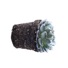 Image result for Humularia minima