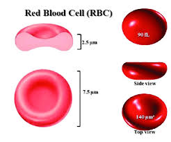 Image result for Red Blood Cell