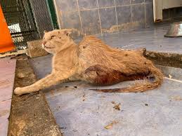 Please be aware proceeding with the spay surgery does terminate the pregnancy. The Real Price Of The Istanbul S Steet Cats Fairy Tale