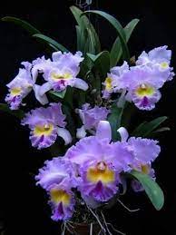 Pin By Maya Torres On Orquideas Cattleya Orchid Orchid Flower Beautiful Orchids