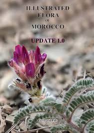 Image result for Hyparrhenia pilgeriana