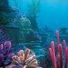 Original art acrylic canvas painting by monica downs coral reef 1 24x30 underwater sea life plants s. Https Encrypted Tbn0 Gstatic Com Images Q Tbn And9gctjpun1mkv764j0aqnl8p5ehufrkw Axx6agaqlhdrvu6odejgb Usqp Cau