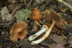 Mushrooms are not safe for cats to eat with one exception. Are Mushrooms Poisonous To Dogs