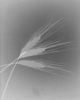 Bildergebnis für The Estate of Anwar Jalal Shemza