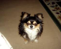 Love and respect goes a long way. Different Types Of Colors Markings Of Chihuahua Dog Breeds Teacup Dog Daily