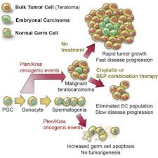 Thus the major characteristics that differentiate metastatic (or malignant) tumors . Chemotherapy Induced Depletion Of Oct4 Positive Cancer Stem Cells In A Mouse Model Of Malignant Testicular Cancer Cell Reports