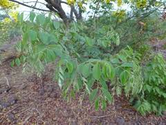 Image result for Cassia sieberiana