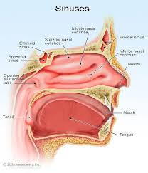 Image result for Sinus Surgery