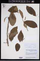 Image result for Antidesma vogelianum