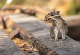Why are chipmunks even a problem? How To Get Rid Of Chipmunks In Your Garage Wigglywisdom Com