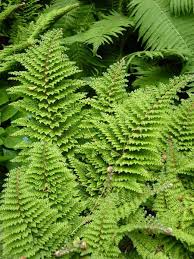 Blattschmuckpflanzen Faszinierende Farne Farne Garten Schattengarten Gartenschirme