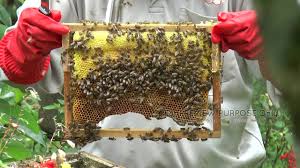 Dari perut lebah itu keluar cairan dengan berbagai warna, di dalamnya terdapat kesembuhan bagi manusia. Kembara Ilmu Khasiat Madu Lebah Cameron Highlands Youtube