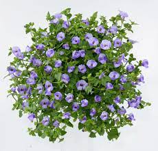 Pin On Gardening