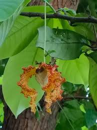 Image result for Monodora junodii