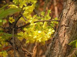 Image result for Ochna pulchra