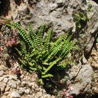 Image result for Asplenium emarginatum