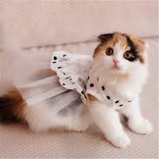 Kediler Icin Pet Malzemeleri Kedi Giyim Giyim Kostum Blusao Urunleri Supplie Manteau Chiot Pet Shoplar Stanchions Kedi Ddm2631 Kategoride Kedi Giyim Home Onenewdelivery Ru