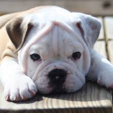 English bulldog puppies for sale in the united states: British Bulldog Puppies For Sale In Usa Uk Canada Australia Nsw Vic Qld Kent