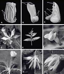 Image result for Hydrostachys insignis