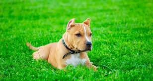 Memorial show and 1 weight pull on sunday at the missouri state fairgrounds in sedalia, mo. Pitbull Growth Chart Weight When Do Pitbulls Stop Growing