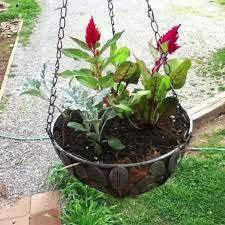 Hanging Basket With Swiss Chard Dwarf Celosia Plants Hanging Baskets Flowers