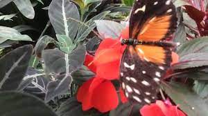 Check spelling or type a new query. Friedrichsruh Garten Der Schmetterlinge Bei Hamburg Youtube