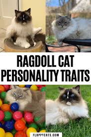 Ragdoll Cat Personality What Traits Temperament Describe Your Cat Cat Personalities Ragdoll Cat Ragdoll Cat Breeders