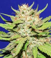 When grown inside, the strain can take 8 to 9 weeks to reach harvest. Wedding Cake Original Sensible Seeds Thc 20