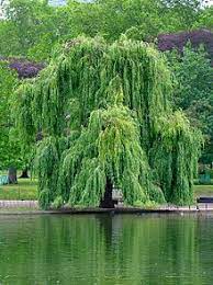 Tristis ), which is a cultivar of the white willow ( s. Silber Weide Wikipedia