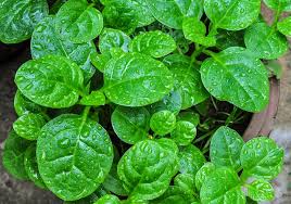 Check spelling or type a new query. 5 Super Fast Indoor Vegetables You Can Grow In About A Month