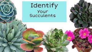 Taxonomists categorize flowering succulent plants by blossom shape and details. Succulents Identification Names Of Succulent Gymnos Manila Youtube