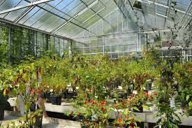 Der botanische garten grüningen ist ab 1. Junggartner Nrw Mogen Es Scharf Chiliausstellung Im Botanischen Garten Bochum