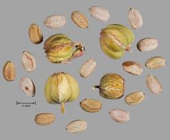 Image result for Euphorbia serpens