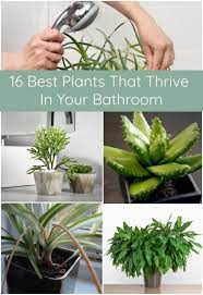 16 Best Plants That Thrive In Your Bathroom Bathroom Plants Decor Plants Bathroom Plants