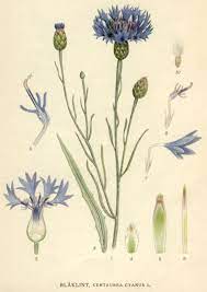 Heaveninawildflower Cornflower Centaurea Cyanus Between 1917 And Botanical Drawings Botanical Illustration Vintage Botanical Illustration