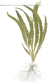 It comes from the genus 'cryptocoryne' and it is notable for its wide variety which comprises of diverse species of different. Cryptocoryne Crispatula 1 2 Grow Von Tropica Invitro Aquasepp