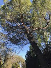 While you can do your own price tree pruning using only saws according to experts, the right trimming and price tree pruning has to do with the specific portions to cut, when to do it, and how much. Pine Tree Trimming Cost Guide 2021 Compare Quotes Save 43