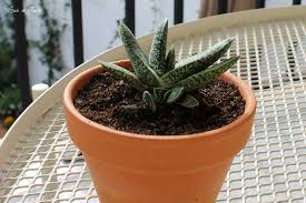 All of our plants are grown under the same conditions, although not all the plants are the same. Como Cultivar Gasteria Y Cuidados De La Suculenta Lengua De Buey