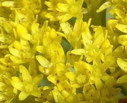 Image result for Crassula vaginata