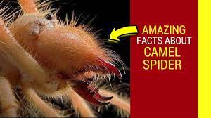 I thought you'd like to see what a camel spider looks like. Camel Spider Facts Camel Spider Running Screaming And Giving Birth Youtube
