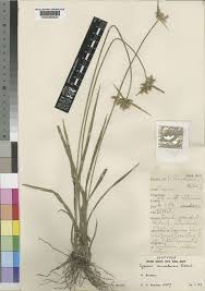 Image result for Cyperus mapanioides
