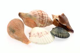 Maybe you would like to learn more about one of these? Shells From Sanibel Island Florida Collected On The Beach Flickr