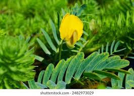 Image result for Aeschynomene fluitans