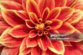 Image result for Dahlia sp. (cultivar)