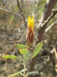 Image result for Pteronia acuminata