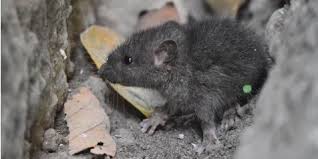We did not find results for: Signs You Might Have Critters In Your Walls Anderson Wildlife Control