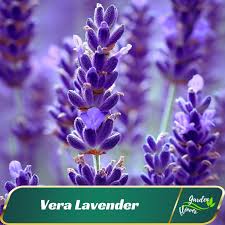 155 Seeds| Vera Lavender Seeds