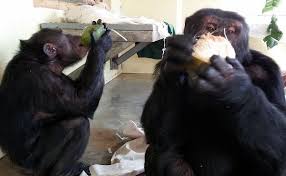 Coconut Milk Animals Black Bear Bear
