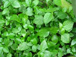 Image result for Asystasia intrusa